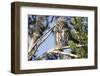 Austral Pygmy Owl Perching on Branch-Andres Morya Hinojosa-Framed Photographic Print