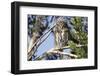 Austral Pygmy Owl Perching on Branch-Andres Morya Hinojosa-Framed Photographic Print