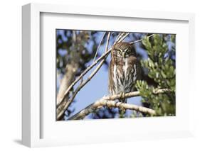 Austral Pygmy Owl Perching on Branch-Andres Morya Hinojosa-Framed Photographic Print