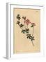 Austral Trefoil or New-Holland Lotus, Lotus Australis-Sydenham Teast Edwards-Framed Giclee Print