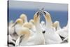 Australasian Gannet (Morus Serrator) Courtship Display at Cape Kidnappers-Michael Nolan-Stretched Canvas