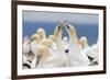 Australasian Gannet (Morus Serrator) Courtship Display at Cape Kidnappers-Michael Nolan-Framed Photographic Print