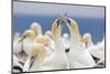 Australasian Gannet (Morus Serrator) Courtship Display at Cape Kidnappers-Michael Nolan-Mounted Photographic Print