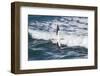 Australasian Gannet (Morus Serrator) Flying with Waves Breaking Below-Brent Stephenson-Framed Photographic Print