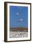 Australasian Gannet (Morus Serrator)-Michael Nolan-Framed Photographic Print