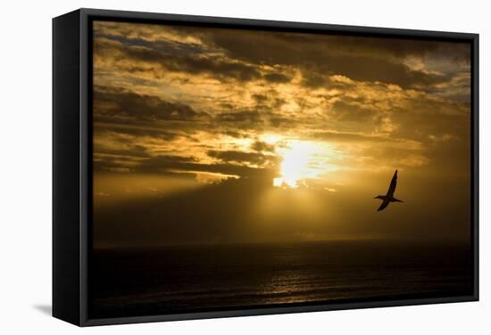 Australasian Gannet Soaring Above the Ocean While-null-Framed Stretched Canvas