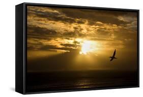 Australasian Gannet Soaring Above the Ocean While-null-Framed Stretched Canvas