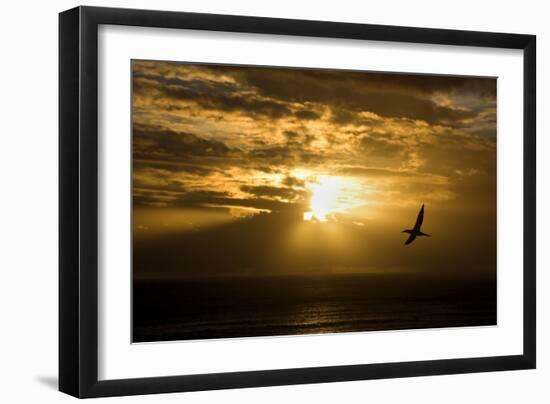 Australasian Gannet Soaring Above the Ocean While-null-Framed Photographic Print