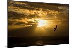 Australasian Gannet Soaring Above the Ocean While-null-Mounted Photographic Print