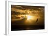 Australasian Gannet Soaring Above the Ocean While-null-Framed Photographic Print