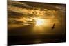 Australasian Gannet Soaring Above the Ocean While-null-Mounted Photographic Print