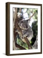 Australia 4-Karen Williams-Framed Giclee Print