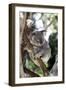 Australia 4-Karen Williams-Framed Giclee Print