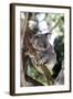 Australia 4-Karen Williams-Framed Giclee Print