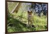 Australia, Adelaide. Cleland Wildlife Park. Australian Dingo-Cindy Miller Hopkins-Framed Photographic Print