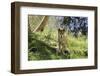 Australia, Adelaide. Cleland Wildlife Park. Australian Dingo-Cindy Miller Hopkins-Framed Photographic Print