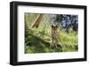 Australia, Adelaide. Cleland Wildlife Park. Australian Dingo-Cindy Miller Hopkins-Framed Photographic Print