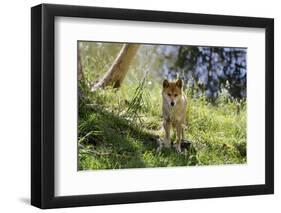 Australia, Adelaide. Cleland Wildlife Park. Australian Dingo-Cindy Miller Hopkins-Framed Photographic Print