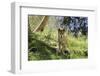 Australia, Adelaide. Cleland Wildlife Park. Australian Dingo-Cindy Miller Hopkins-Framed Photographic Print