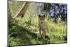 Australia, Adelaide. Cleland Wildlife Park. Australian Dingo-Cindy Miller Hopkins-Mounted Photographic Print