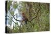 Australia, Adelaide. Cleland Wildlife Park. Blue Cheeked Rosella-Cindy Miller Hopkins-Stretched Canvas