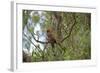 Australia, Adelaide. Cleland Wildlife Park. Blue Cheeked Rosella-Cindy Miller Hopkins-Framed Photographic Print