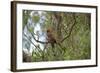 Australia, Adelaide. Cleland Wildlife Park. Blue Cheeked Rosella-Cindy Miller Hopkins-Framed Photographic Print