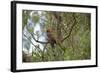 Australia, Adelaide. Cleland Wildlife Park. Blue Cheeked Rosella-Cindy Miller Hopkins-Framed Photographic Print