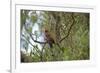 Australia, Adelaide. Cleland Wildlife Park. Blue Cheeked Rosella-Cindy Miller Hopkins-Framed Photographic Print