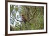 Australia, Adelaide. Cleland Wildlife Park. Blue Cheeked Rosella-Cindy Miller Hopkins-Framed Photographic Print