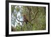 Australia, Adelaide. Cleland Wildlife Park. Blue Cheeked Rosella-Cindy Miller Hopkins-Framed Photographic Print