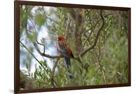 Australia, Adelaide. Cleland Wildlife Park. Blue Cheeked Rosella-Cindy Miller Hopkins-Framed Photographic Print