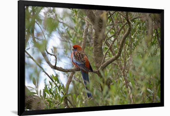 Australia, Adelaide. Cleland Wildlife Park. Blue Cheeked Rosella-Cindy Miller Hopkins-Framed Photographic Print