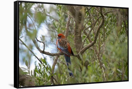 Australia, Adelaide. Cleland Wildlife Park. Blue Cheeked Rosella-Cindy Miller Hopkins-Framed Stretched Canvas