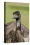 Australia, Adelaide. Cleland Wildlife Park. Large Flightless Emu-Cindy Miller Hopkins-Stretched Canvas