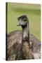 Australia, Adelaide. Cleland Wildlife Park. Large Flightless Emu-Cindy Miller Hopkins-Stretched Canvas