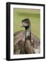 Australia, Adelaide. Cleland Wildlife Park. Large Flightless Emu-Cindy Miller Hopkins-Framed Photographic Print