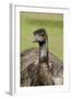 Australia, Adelaide. Cleland Wildlife Park. Large Flightless Emu-Cindy Miller Hopkins-Framed Photographic Print