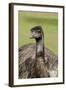 Australia, Adelaide. Cleland Wildlife Park. Large Flightless Emu-Cindy Miller Hopkins-Framed Photographic Print