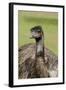 Australia, Adelaide. Cleland Wildlife Park. Large Flightless Emu-Cindy Miller Hopkins-Framed Photographic Print