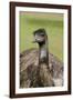 Australia, Adelaide. Cleland Wildlife Park. Large Flightless Emu-Cindy Miller Hopkins-Framed Photographic Print