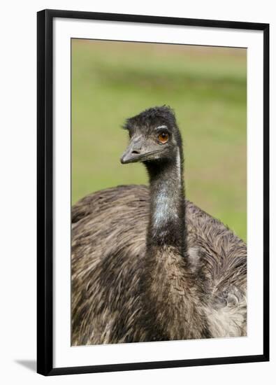 Australia, Adelaide. Cleland Wildlife Park. Large Flightless Emu-Cindy Miller Hopkins-Framed Photographic Print