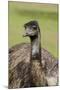 Australia, Adelaide. Cleland Wildlife Park. Large Flightless Emu-Cindy Miller Hopkins-Mounted Photographic Print