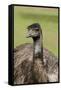 Australia, Adelaide. Cleland Wildlife Park. Large Flightless Emu-Cindy Miller Hopkins-Framed Stretched Canvas