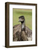 Australia, Adelaide. Cleland Wildlife Park. Large Flightless Emu-Cindy Miller Hopkins-Framed Photographic Print