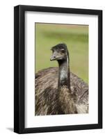 Australia, Adelaide. Cleland Wildlife Park. Large Flightless Emu-Cindy Miller Hopkins-Framed Photographic Print