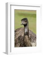 Australia, Adelaide. Cleland Wildlife Park. Large Flightless Emu-Cindy Miller Hopkins-Framed Photographic Print