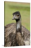 Australia, Adelaide. Cleland Wildlife Park. Large Flightless Emu-Cindy Miller Hopkins-Stretched Canvas