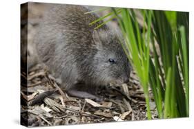 Australia, Adelaide. Cleland Wildlife Park. Long Nosed Potoroo-Cindy Miller Hopkins-Stretched Canvas