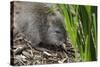 Australia, Adelaide. Cleland Wildlife Park. Long Nosed Potoroo-Cindy Miller Hopkins-Stretched Canvas